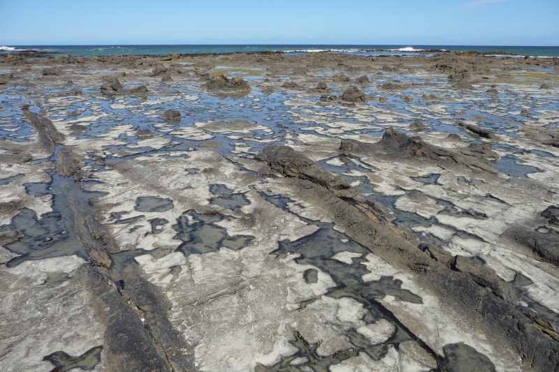 Nieuw-Zeeland 2011 - 1813